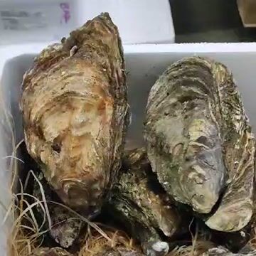 Thumbnail 1 - The Gigantic 1.2kg French Oyster